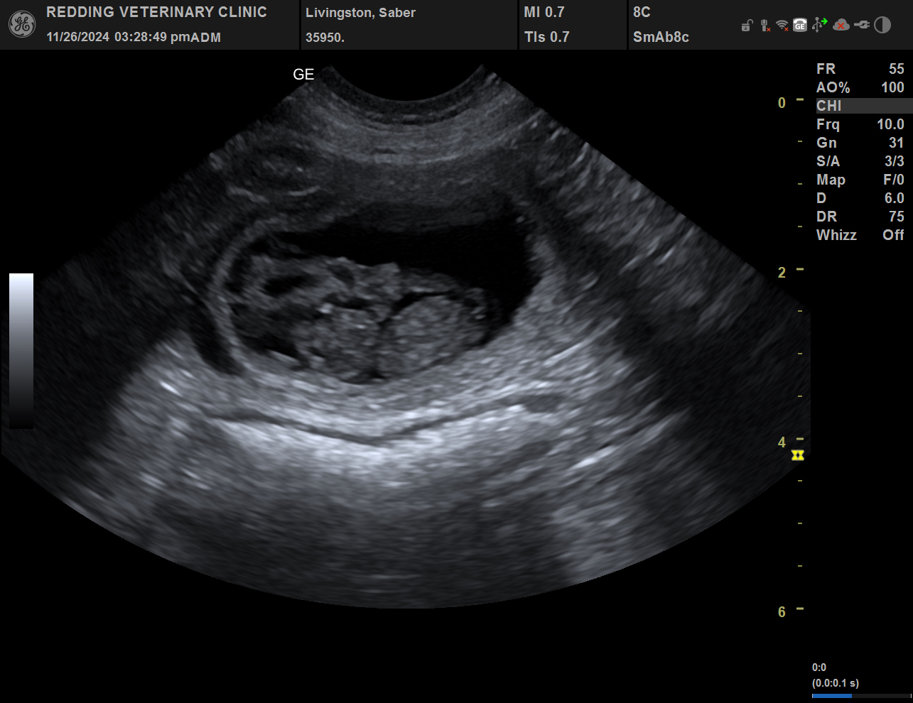 Ultrasound image of puppies.